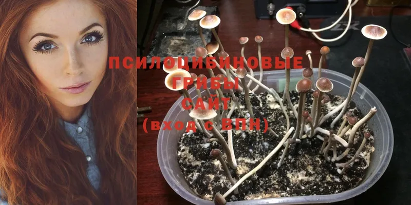 darknet формула  Кяхта  Псилоцибиновые грибы Magic Shrooms 